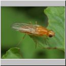 Psila fimetaria - Nacktfliege 01.jpg